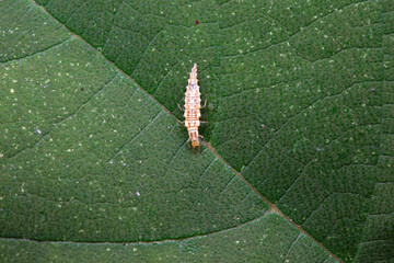 A functional insect of the order Neuroptera in the wild, North China