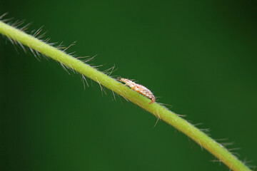 A functional insect of the order Neuroptera in the wild, North China