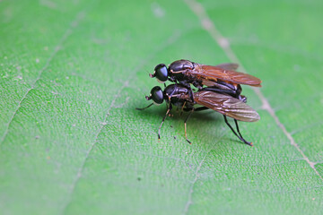 Gadfly on wild plants, North China