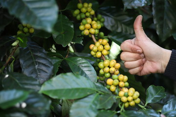 organic arabica yellow coffee with farmer picking in farm.harvesting Robusta and arabica coffee...
