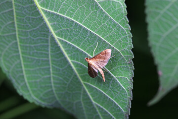 Lepidoptera insects in the wild, North China