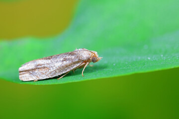Lepidoptera insects in the wild, North China