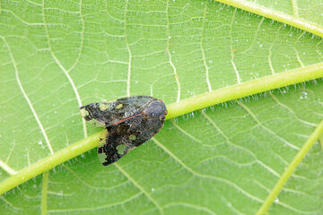 Hemiptera wax Cicadellidae insects on wild plants, North China