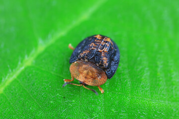 Hispidae family insect crawl on plants, North China