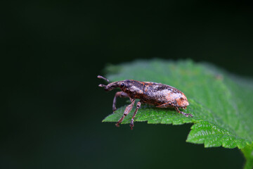 Weevil on wild plants, North China