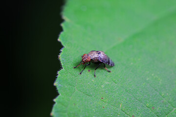 Flies on wild plants, North China