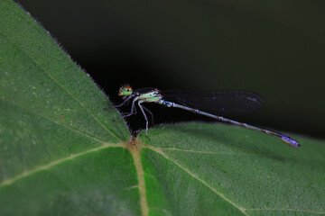 damselfly, a dragonfly insect, North China