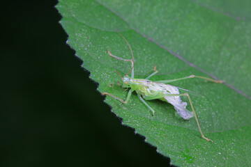 Katydid nymphs in the wild, North China