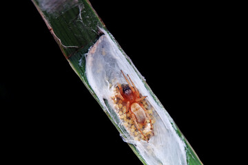 Spiders in the wild, North China