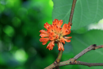Broussonetia papyrifera fruit in North China