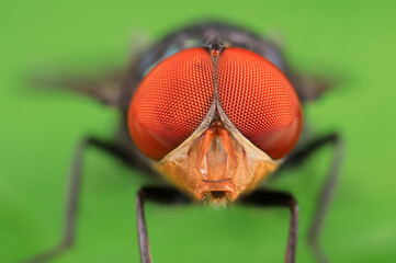 Flies on wild plants, North China