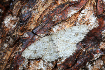 Lepidoptera insects in the wild, North China