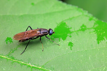 Flies on wild plants, North China