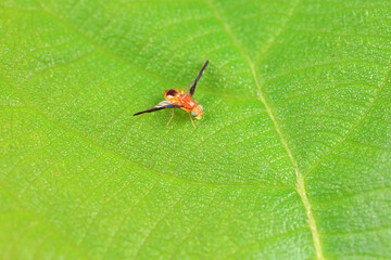 Flies on wild plants, North China