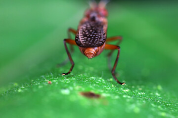 Flies on wild plants, North China