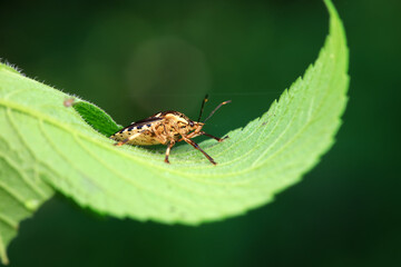 Hemiptera bugs in the wild, North China