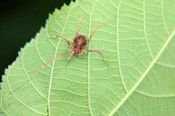 Spiders in the wild, North China