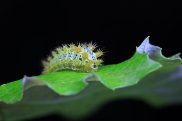 Lepidoptera larvae in the wild, North China