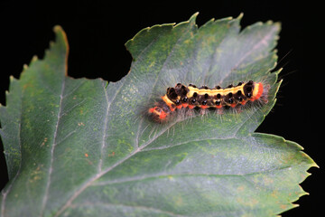 Lepidoptera larvae in the wild, North China