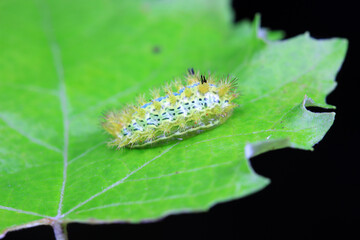 Lepidoptera larvae in the wild, North China