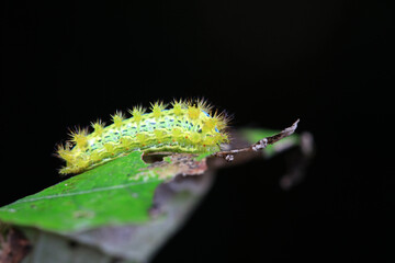 Lepidoptera larvae in the wild, North China