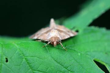 Lepidoptera insects in the wild, North China