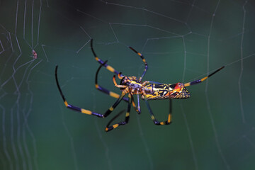 Spiders in the wild, North China