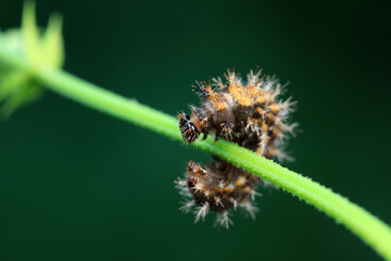 Lepidoptera larvae in the wild, North China