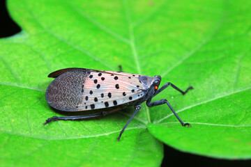 Hemiptera wax Cicadellidae insects on wild plants, North China