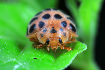 Ladybugs on wild plants, North China