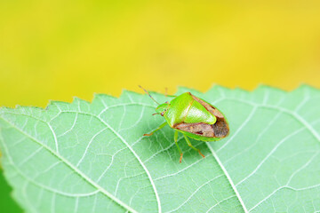 Hemiptera bugs in the wild, North China