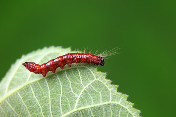 Lepidoptera larvae in the wild, North China