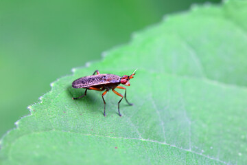 Flies on wild plants, North China