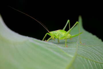 Katydid nymphs in the wild, North China