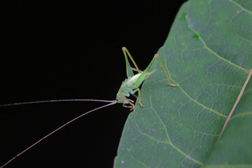 Katydid nymphs in the wild, North China