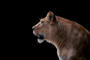 Fototapeta na wymiar Portrait of a beautiful lion and copy space. Lion in dark 