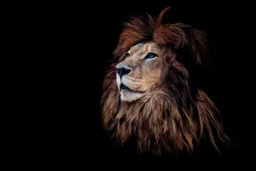 Fotobehang Portret van een mooie leeuw en kopieer ruimte. Leeuw in het donker © Denis