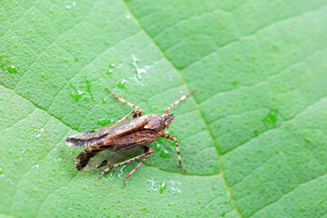 Hemiptera wax Cicadellidae insects on wild plants, North China