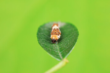 Lepidoptera larvae in the wild, North China