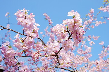 河津桜