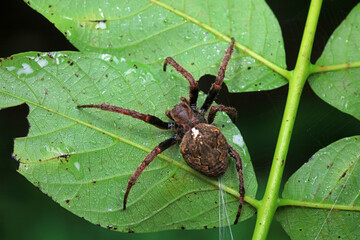 Spiders in the wild, North China