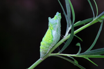 Lepidoptera larvae in the wild, North China