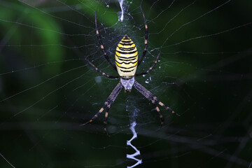 Spiders in the wild, North China