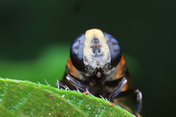 Aphid eating flies in the wild, North China