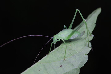 Katydid nymphs in the wild, North China