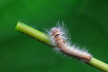 Lepidoptera larvae in the wild, North China