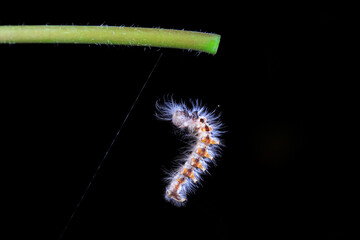 Lepidoptera larvae in the wild, North China