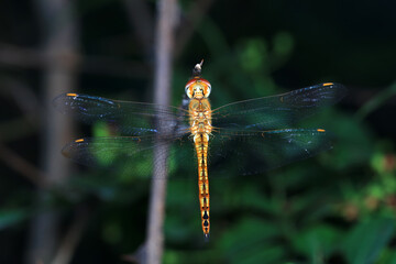 Dragonflies on wild plants, North China