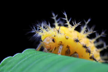 Ladybugs on wild plants, North China