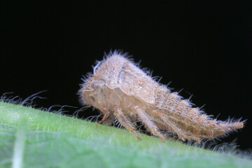 Leaf cicada on wild plants, North China